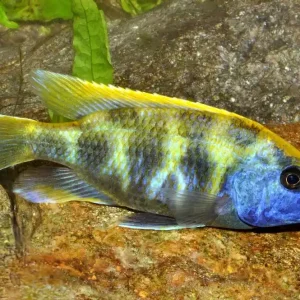 Giraffenbarsch, Pfauen Maulbrüter (Nimbochromis venustus) Solange Der Vorrat Reicht
